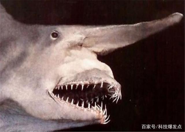鲨鱼的嘴里长出“幸运PK10快艇·(中国)有限公司官网”，逮捕猎物极为锋利，科学家研究上百年！
